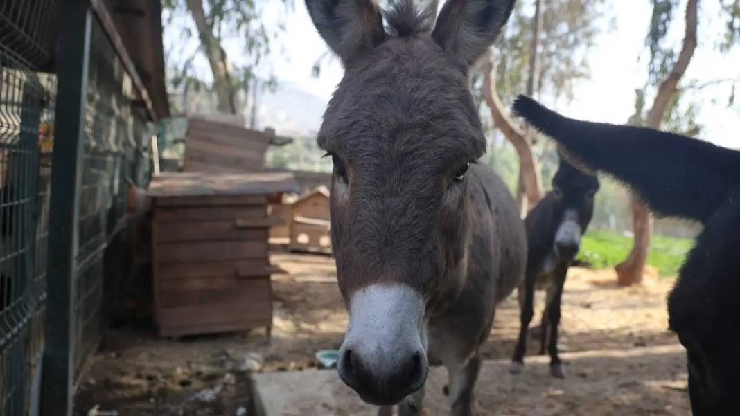 Hatay’da Annesinin Başından Ayrılmayan Sıpaya Sahip Çıkıldı! 4